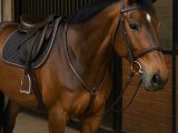 How Exactly To Install On Your Own Horse
